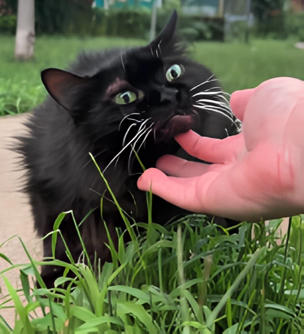 Meemers backstage in the grass