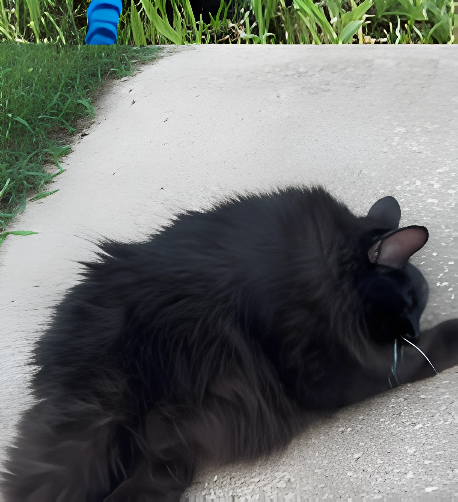 Meemers sitting as a loaf