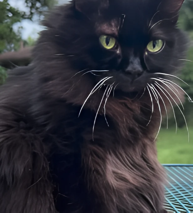 Close-up of Meemers face